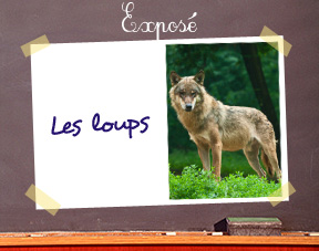 Expose-loups